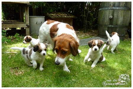 Kooikerhondje von der Spessartrose