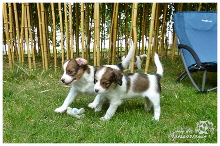 Kooikerhondje von der Spessartrose