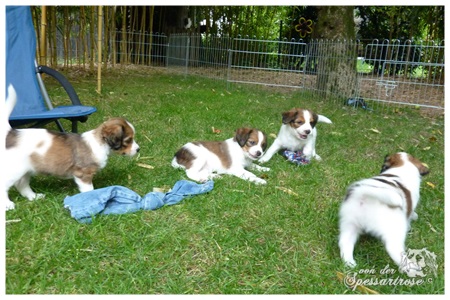 Kooikerhondje von der Spessartrose