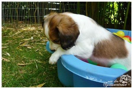 Kooikerhondje von der Spessartrose