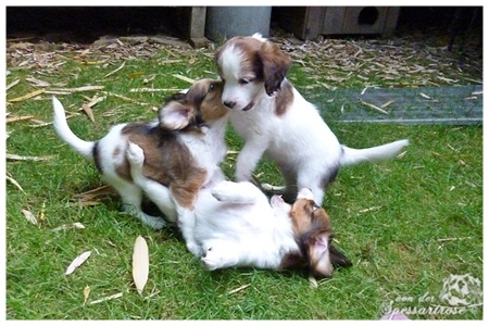 Kooikerhondje von der Spessartrose