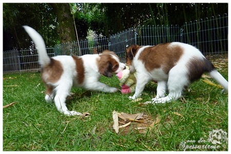 Kooikerhondje von der Spessartrose