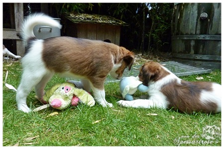 Kooikerhondje von der Spessartrose