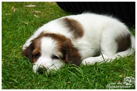 Kooikerhondje von der Spessartrose