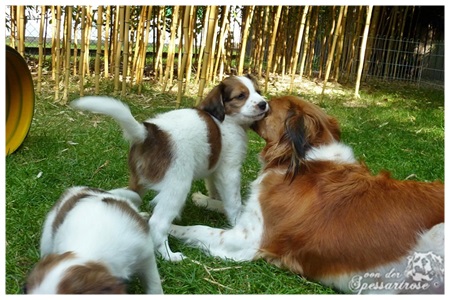 Kooikerhondje von der Spessartrose