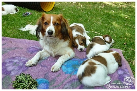 Kooikerhondje von der Spessartrose