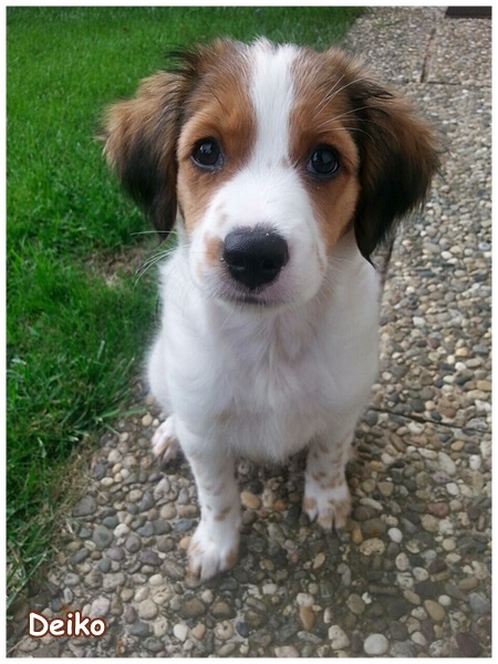 Kooikerhondje von der Spessartrose