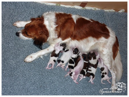 Kooikerhondje von der Spessartrose