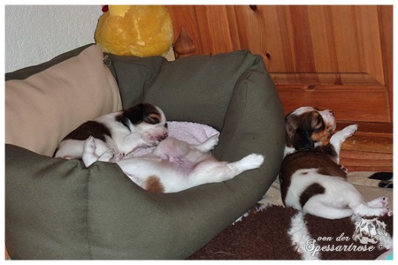 Kooikerhondje von der Spessartrose