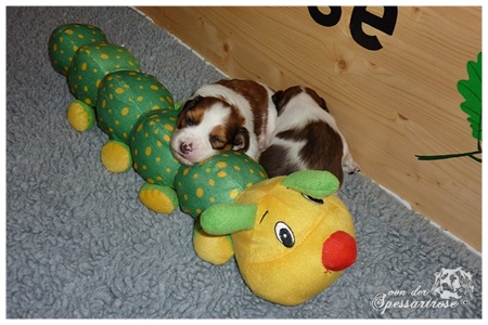 Kooikerhondje von der Spessartrose