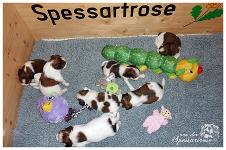 Kooikerhondje von der Spessartrose