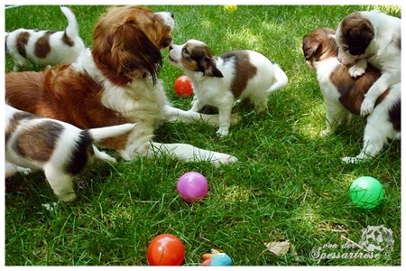 Kooikerhondje von der Spessartrose