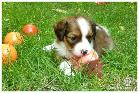 Kooikerhondje von der Spessartrose