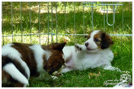 Kooikerhondje von der Spessartrose