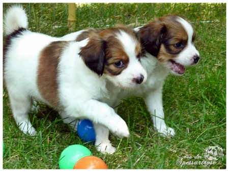 Kooikerhondje von der Spessartrose