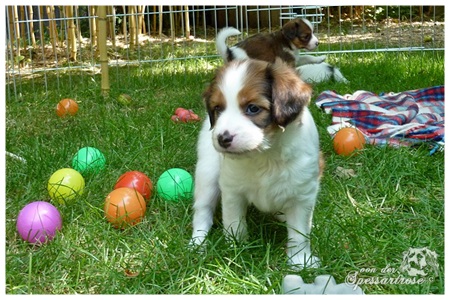 Kooikerhondje von der Spessartrose