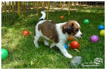 Kooikerhondje von der Spessartrose