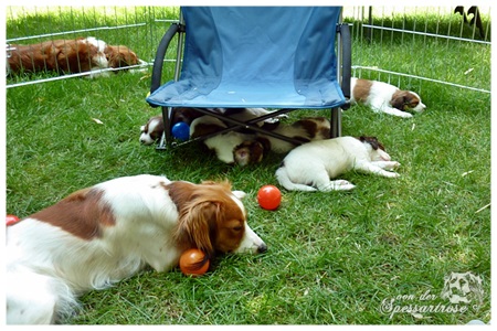 Kooikerhondje von der Spessartrose