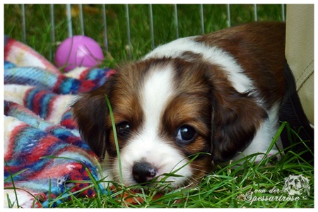 Kooikerhondje von der Spessartrose