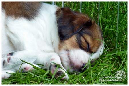 Kooikerhondje von der Spessartrose