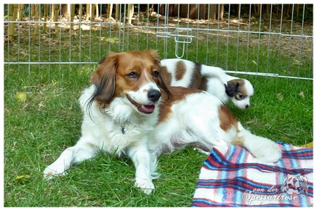 Kooikerhondje von der Spessartrose