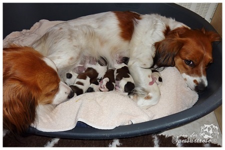 Kooikerhondje von der Spessartrose