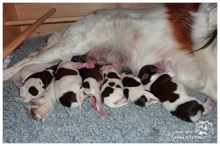 Kooikerhondje von der Spessartrose