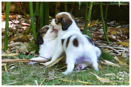 Kooikerhondje von der Spessartrose