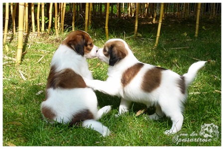 Kooikerhondje von der Spessartrose