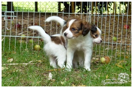 Kooikerhondje von der Spessartrose