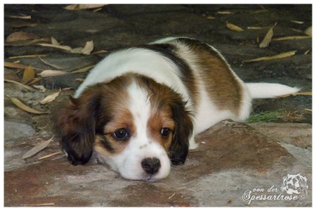 Kooikerhondje von der Spessartrose