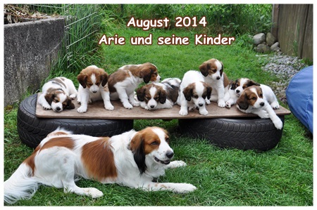 Kooikerhondje von der Spessartrose