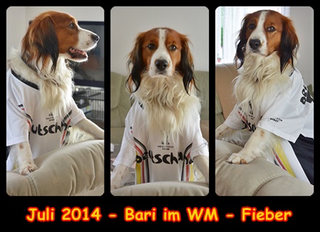 Kooikerhondje von der Spessartrose