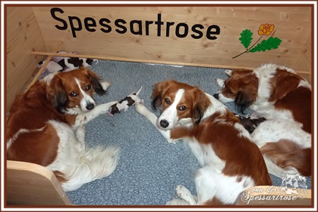 Kooikerhondje von der Spessartrose