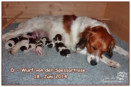 Kooikerhondje von der Spessartrose