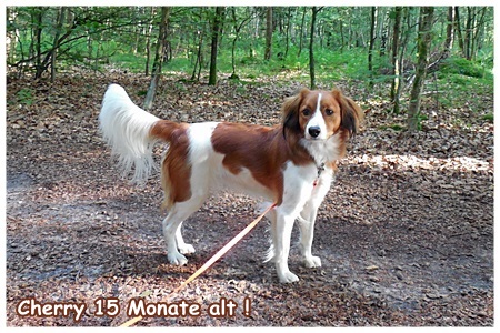 Kooikerhondje von der Spessartrose