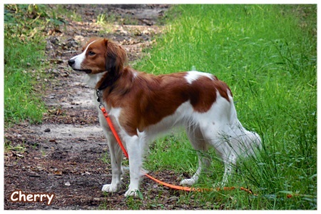 Kooikerhondje von der Spessartrose