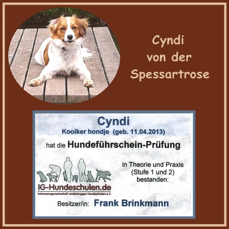 Kooikerhondje von der Spessartrose