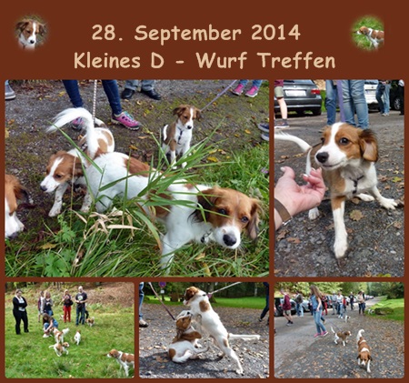 Kooikerhondje von der Spessartrose