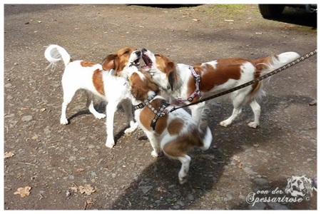 Kooikerhondje von der Spessartrose