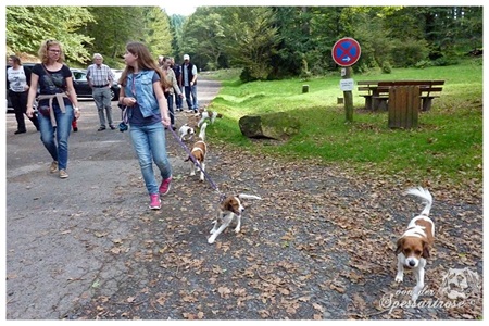 Kooikerhondje von der Spessartrose