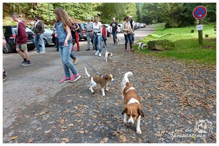 Kooikerhondje von der Spessartrose