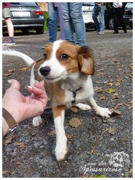 Kooikerhondje von der Spessartrose