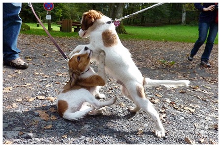 Kooikerhondje von der Spessartrose