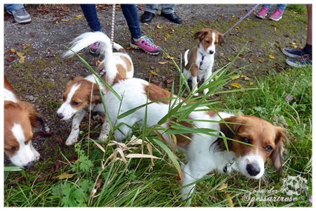 Kooikerhondje von der Spessartrose