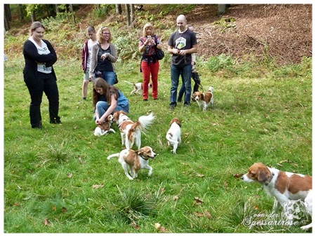 Kooikerhondje von der Spessartrose