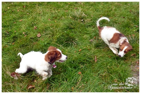 Kooikerhondje von der Spessartrose