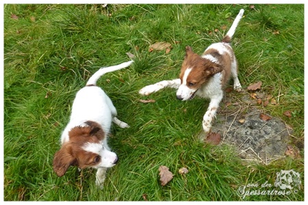 Kooikerhondje von der Spessartrose