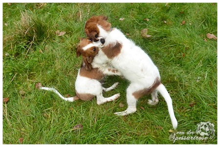 Kooikerhondje von der Spessartrose