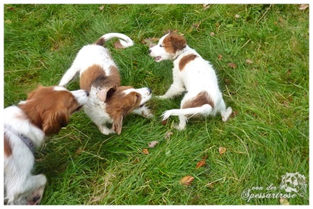 Kooikerhondje von der Spessartrose